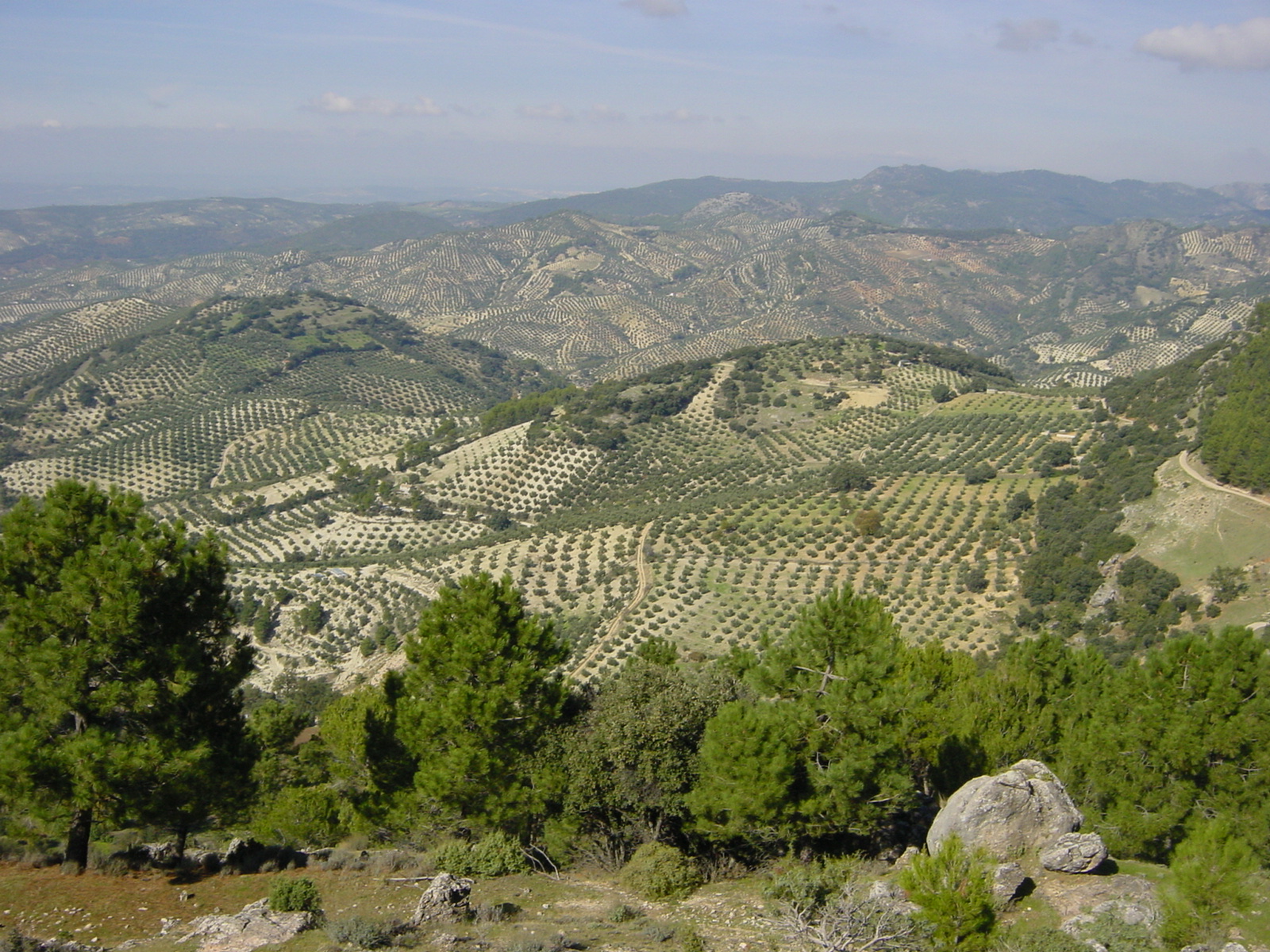 Paisaje de olivares en la provincia de Jaén